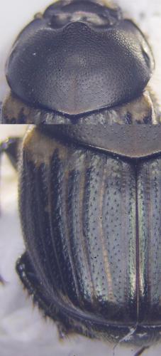 Réf. 282 805 : Onthophagus medius